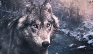 Preview wallpaper wolf, predator, view, wildlife