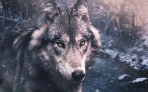 Preview wallpaper wolf, predator, view, wildlife