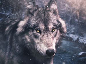 Preview wallpaper wolf, predator, view, wildlife