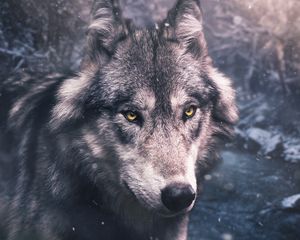 Preview wallpaper wolf, predator, view, wildlife