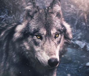 Preview wallpaper wolf, predator, view, wildlife