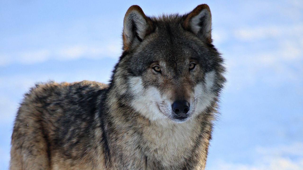Wallpaper wolf, predator, waiting, eyes