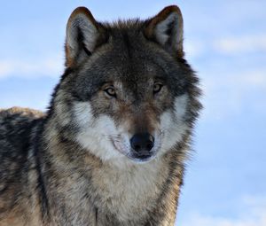 Preview wallpaper wolf, predator, waiting, eyes