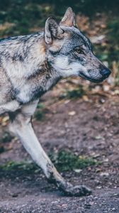 Preview wallpaper wolf, predator, walk
