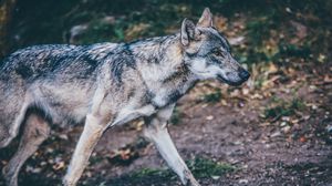 Preview wallpaper wolf, predator, walk