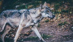 Preview wallpaper wolf, predator, walk