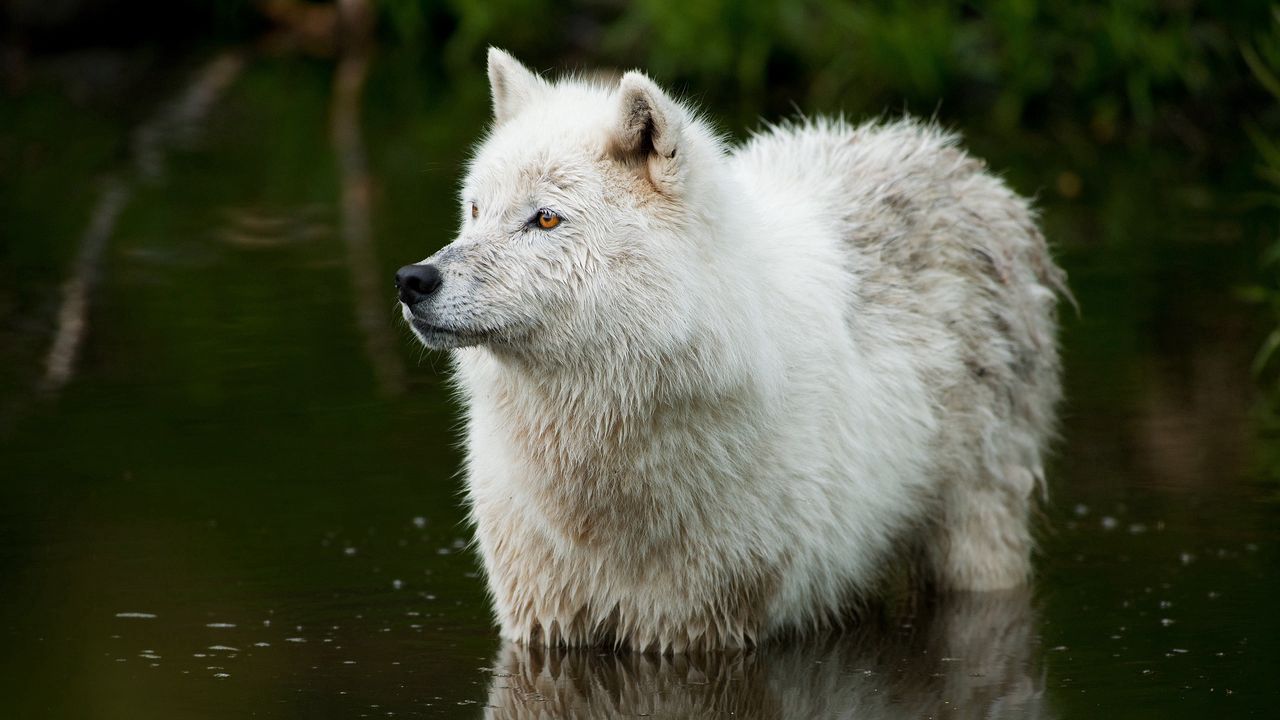 Wallpaper wolf, predator, water