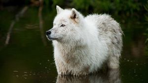 Preview wallpaper wolf, predator, water
