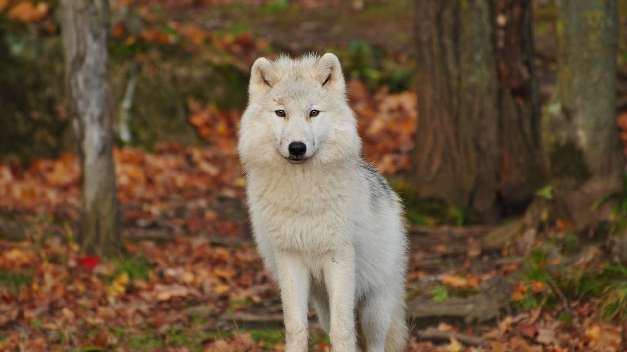 Wallpaper wolf, predator, white