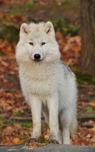 Preview wallpaper wolf, predator, white