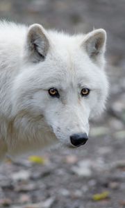 Preview wallpaper wolf, predator, white, view
