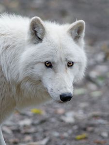 Preview wallpaper wolf, predator, white, view