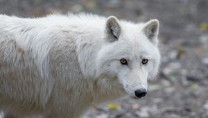 Preview wallpaper wolf, predator, white, view