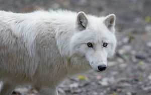 Preview wallpaper wolf, predator, white, view