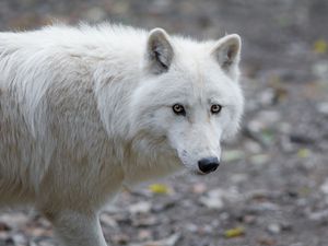 Preview wallpaper wolf, predator, white, view