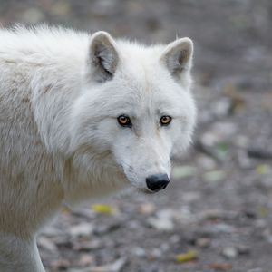 Preview wallpaper wolf, predator, white, view