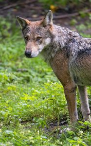 Preview wallpaper wolf, predator, wild, wildlife, grass