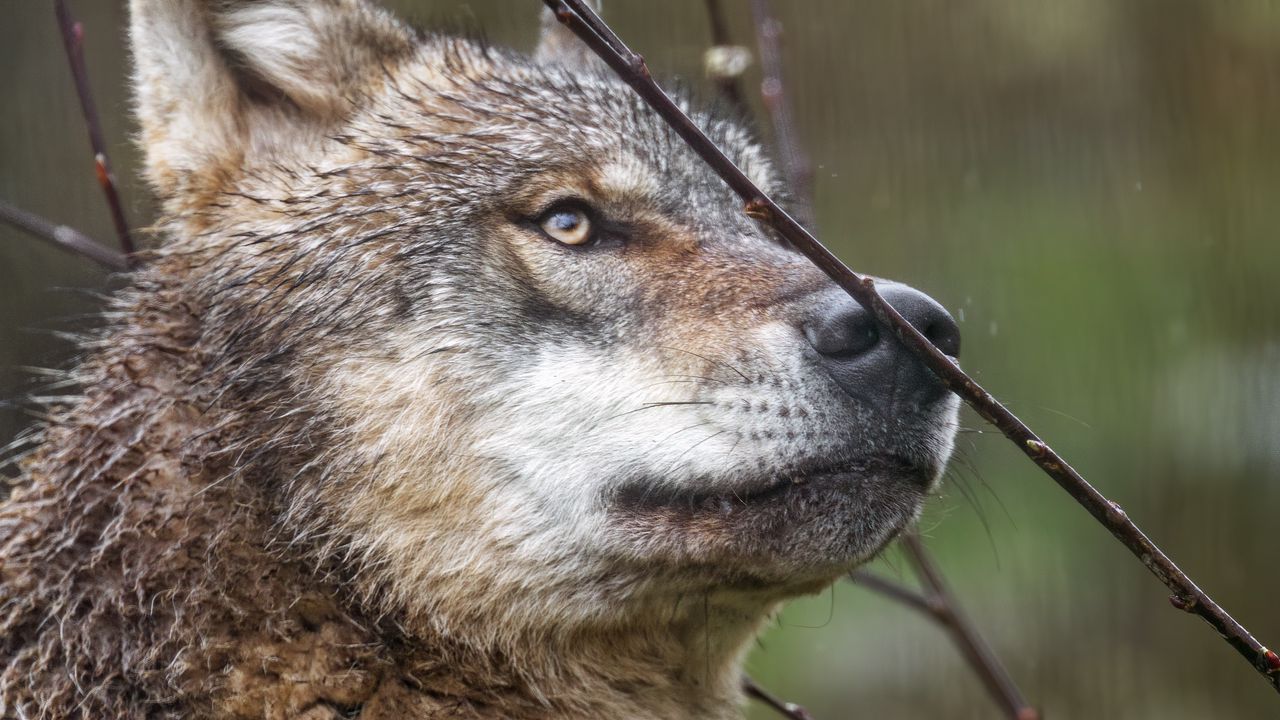 Wallpaper wolf, predator, wild, branches, rain