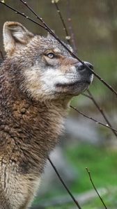 Preview wallpaper wolf, predator, wild, branches, rain