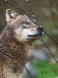 Preview wallpaper wolf, predator, wild, branches, rain