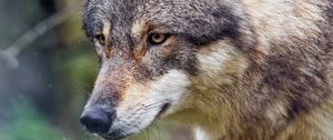 Preview wallpaper wolf, predator, wild, wildlife
