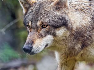 Preview wallpaper wolf, predator, wild, wildlife