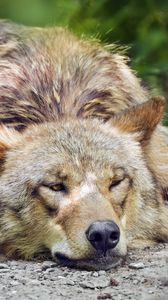 Preview wallpaper wolf, predator, wild animal, head, wild
