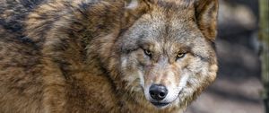 Preview wallpaper wolf, predator, wild animal