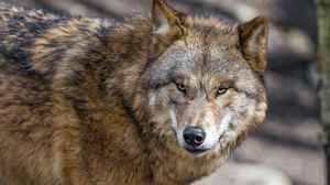 Preview wallpaper wolf, predator, wild animal