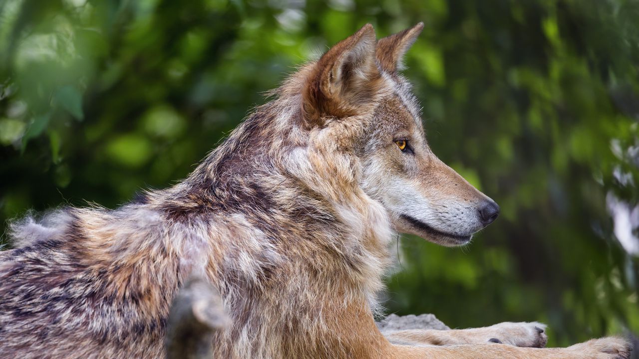 Wallpaper wolf, predator, wildlife, blur, profile