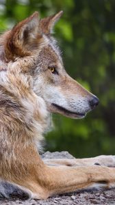Preview wallpaper wolf, predator, wildlife, blur, profile