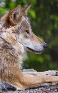 Preview wallpaper wolf, predator, wildlife, blur, profile