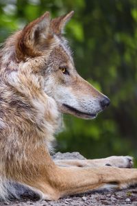 Preview wallpaper wolf, predator, wildlife, blur, profile