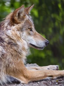 Preview wallpaper wolf, predator, wildlife, blur, profile