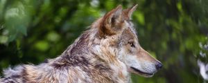 Preview wallpaper wolf, predator, wildlife, blur, profile