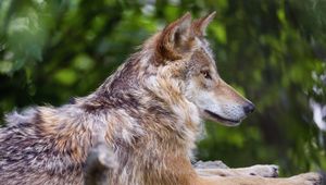 Preview wallpaper wolf, predator, wildlife, blur, profile