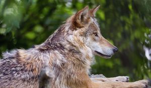 Preview wallpaper wolf, predator, wildlife, blur, profile