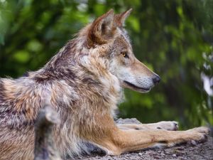 Preview wallpaper wolf, predator, wildlife, blur, profile