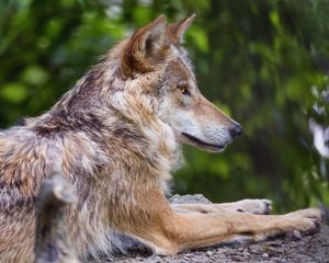 Preview wallpaper wolf, predator, wildlife, blur, profile