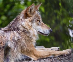 Preview wallpaper wolf, predator, wildlife, blur, profile