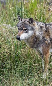 Preview wallpaper wolf, predator, wildlife, wild animal, field, grass