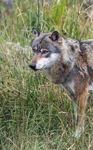 Preview wallpaper wolf, predator, wildlife, wild animal, field, grass