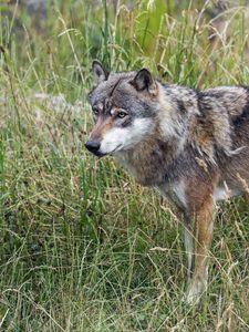 Preview wallpaper wolf, predator, wildlife, wild animal, field, grass