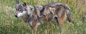 Preview wallpaper wolf, predator, wildlife, wild animal, field, grass