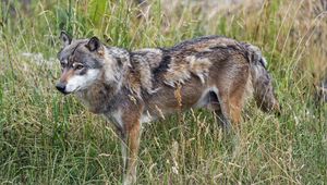 Preview wallpaper wolf, predator, wildlife, wild animal, field, grass