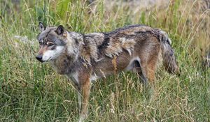 Preview wallpaper wolf, predator, wildlife, wild animal, field, grass