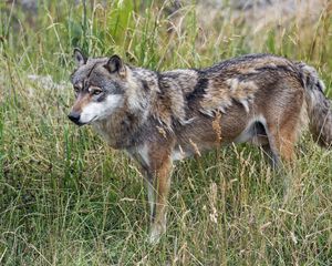 Preview wallpaper wolf, predator, wildlife, wild animal, field, grass