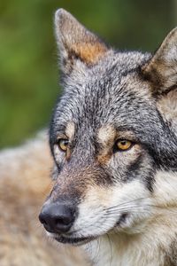 Preview wallpaper wolf, predator, wildlife, head