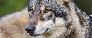 Preview wallpaper wolf, predator, wildlife, head