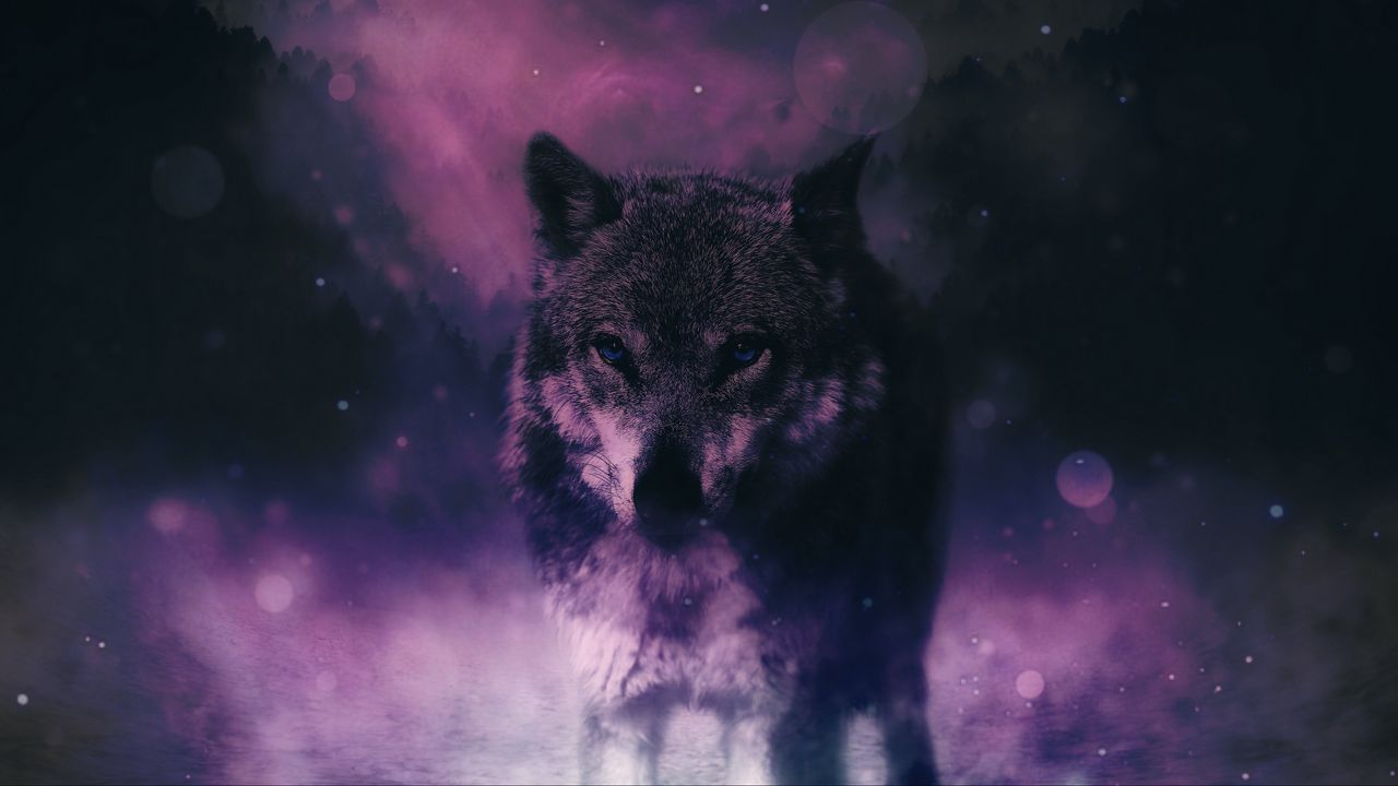 Wallpaper wolf, predator, wildlife, photoshop, sight